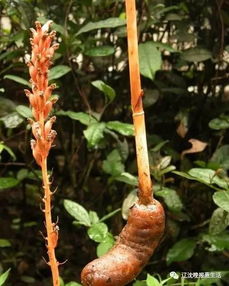 天麻新吃法,食補更治病