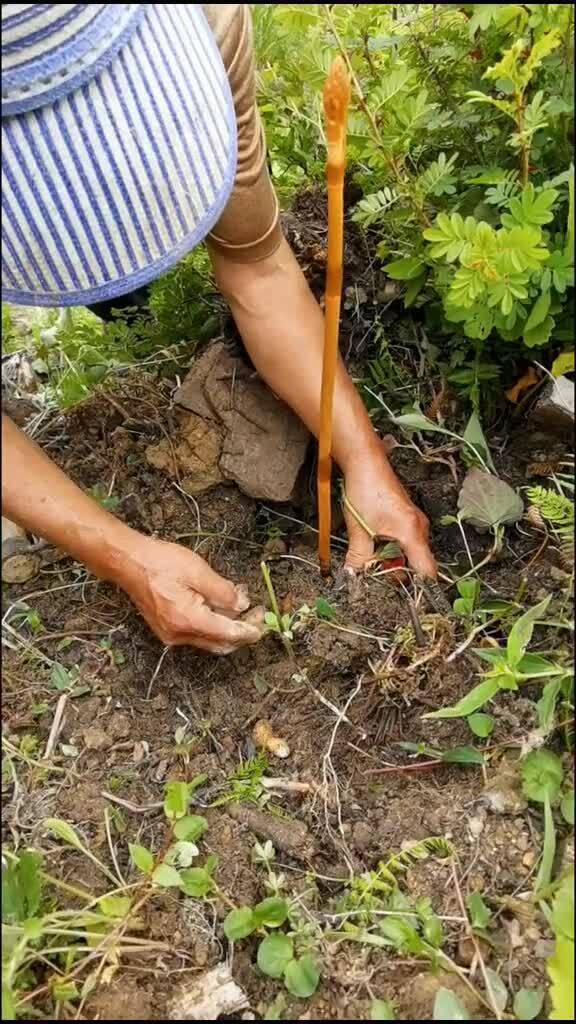 讓你們看看,這個(gè)天麻真好看