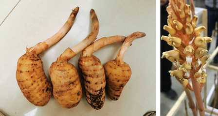 昆明植物所在天麻活性物質(zhì)研究中取得進(jìn)展